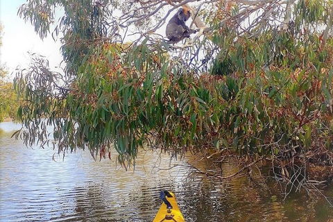 Kangaroo Island Self-Guided Kayaking On The Harriet River - Attractions Melbourne 4