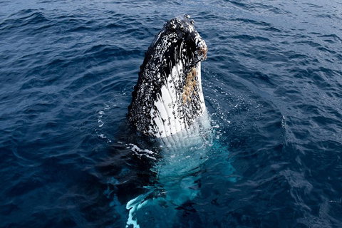 Phillip Island Whale Watching Tour - Attractions Melbourne 0