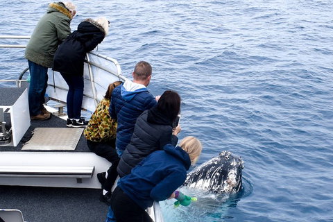 Phillip Island Whale Watching Tour - Attractions Melbourne 1