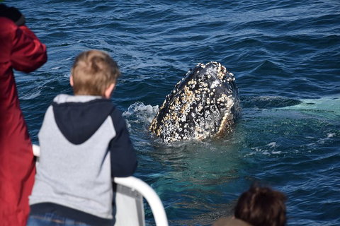 Phillip Island Whale Watching Tour - Attractions Melbourne 2