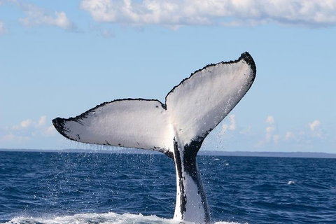 Phillip Island Whale Watching Tour - Attractions Melbourne 3