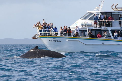 Phillip Island Whale Watching Tour - Attractions Melbourne 4