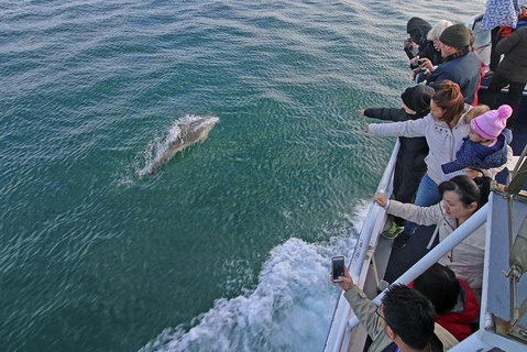 Phillip Island Whale Watching Tour - Attractions Melbourne 5