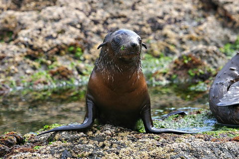 Phillip Island Seal-Watching Cruise - Attractions Melbourne 0