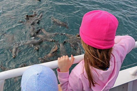 Phillip Island Seal-Watching Cruise - Attractions Melbourne 2