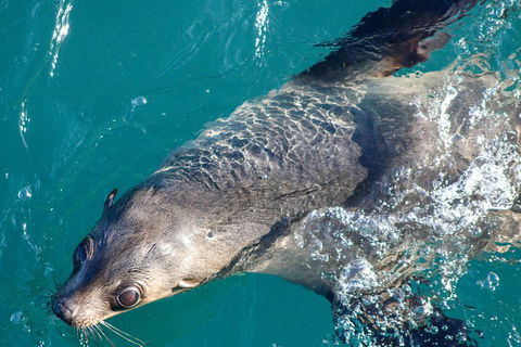Phillip Island Seal-Watching Cruise - Attractions Melbourne 3