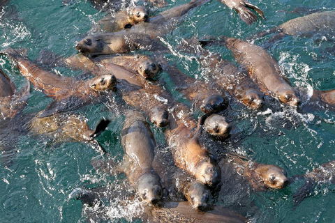 Phillip Island Seal-Watching Cruise - Attractions Melbourne 4