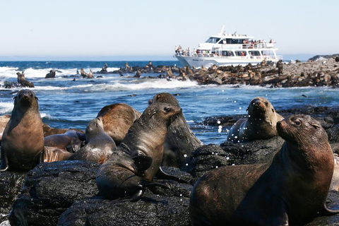 Phillip Island Seal-Watching Cruise - Attractions Melbourne 5