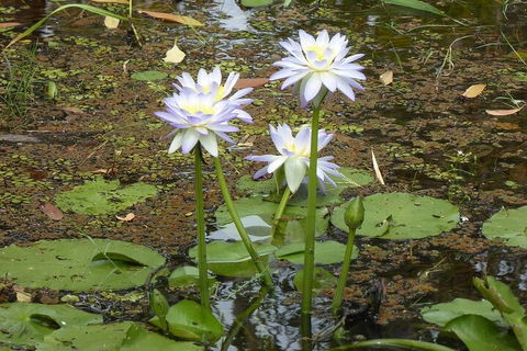 Yellow Water Cruise - Kakadu - Attractions Melbourne 0