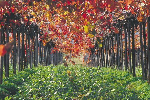 Margaret River Private Tour - Attractions Melbourne 0