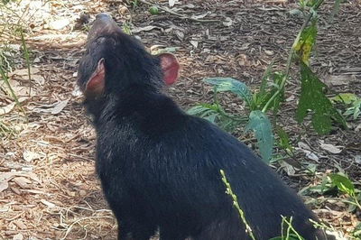 Phillip Island Penguin and wildlife Tour