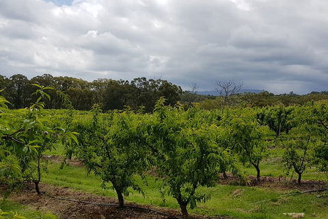 Yarra Valley Wineries And Rayners Orchard Tour From Melbourne - Attractions Melbourne 4