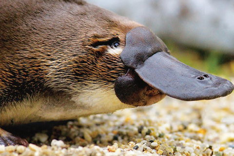 2 Day Great Ocean Road Tour And Platypus Paddle - Attractions Melbourne 3