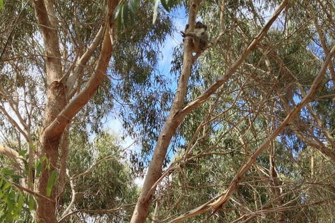 Kangaroo Island 4WD Tour - Best Of KI In 2 Days - Attractions Melbourne 0