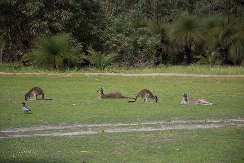 Yanchep & Lancelin - Wildlife, Cave And Sands - Attractions Melbourne 0