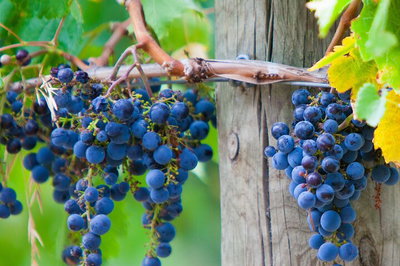 Yarra Valley Dandenong Ranges inc. lunch with wineplus morning teachocolate