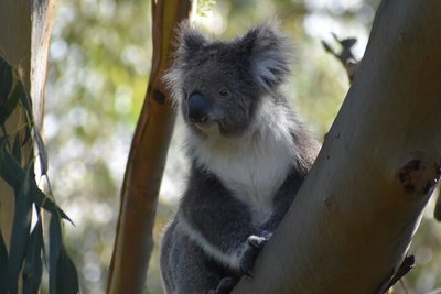 Full-Day Bus Tour Phillip Island Wildlife and Brighton Beach