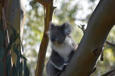 Healesville Sanctuary And Phillip Island Wildlife Bus Tour