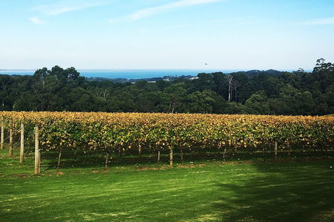 Yarra Valley Wine Tour Inc Lunch With A Glass Of Wine, Tastings And Chocolate - Attractions Melbourne 2