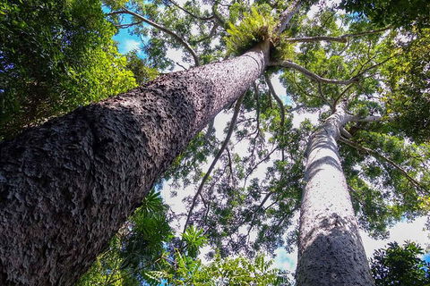 Paronella Park And Millaa Millaa Falls Full-day Tour From Cairns - Attractions Melbourne 1