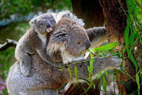 Private One Day Great Ocean Road Tour - Attractions Melbourne 2