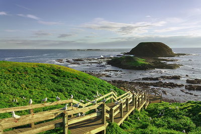 Full-Day Private Australian Wildlife Tour of Phillip Island