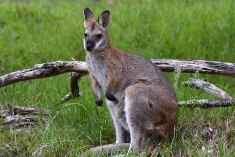 Ultimate Blue Mountains And Wildlife Tour - Attractions Melbourne 0