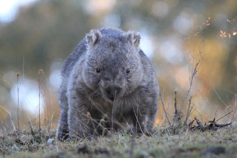 Ultimate Blue Mountains And Wildlife Tour - Attractions Melbourne 3
