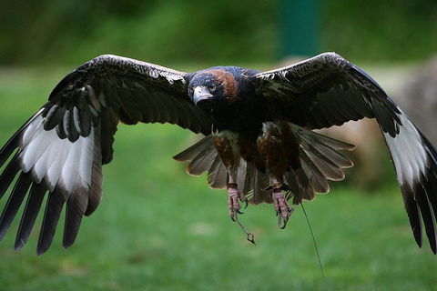 Yarra Valley Wildlife & Wine Day Tour From Melbourne With Healesville Sanctuary - Attractions Melbourne 1