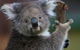 Yarra Valley Wildlife & Wine Day Tour From Melbourne With Healesville Sanctuary - thumb 2