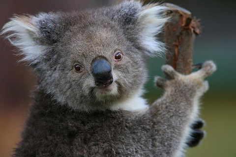 Yarra Valley Wildlife & Wine Day Tour From Melbourne With Healesville Sanctuary - Attractions Melbourne 2