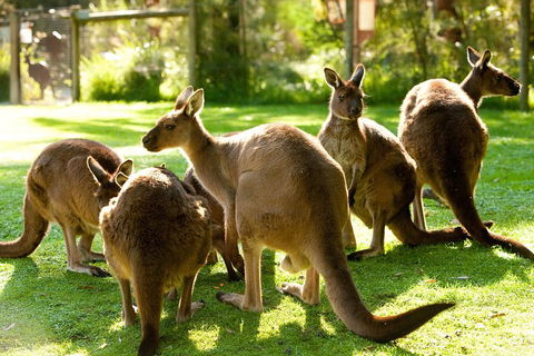 Yarra Valley Wildlife & Wine Day Tour From Melbourne With Healesville Sanctuary - Attractions Melbourne 4