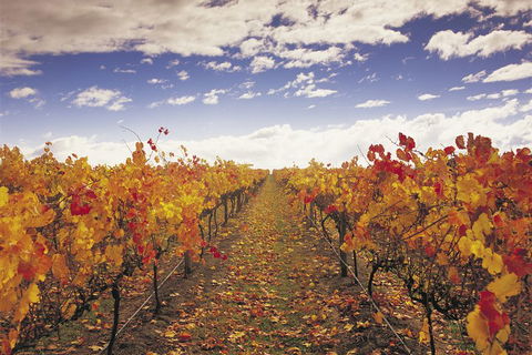 Yarra Valley Wildlife & Wine Day Tour From Melbourne With Healesville Sanctuary - Attractions Melbourne 5
