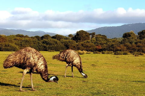 Wilson's Promontory & Phillip Island - 'Prom & Penguins' Tour - Attractions Melbourne 4