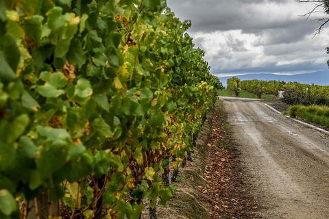 Yarra Valley Public Winery Tours - Attractions Melbourne 2
