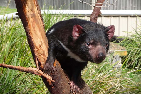 Tasmania 6 Day 'Tour In Circle' - Attractions Melbourne 1