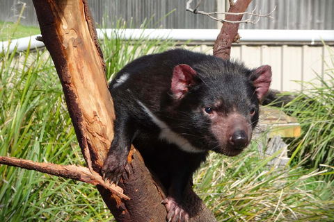 Tasmania 4 Day East Coast + Launceston - Attractions Melbourne 2