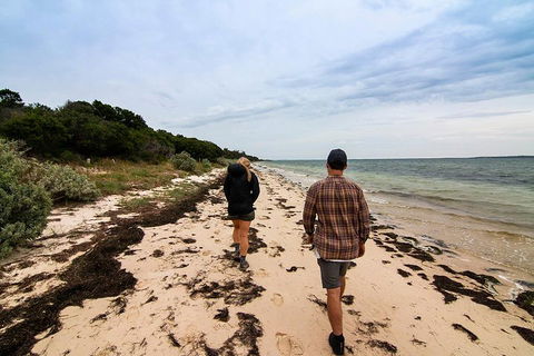Phillip Island And French Island Wildlife Expedition - Attractions Melbourne 1