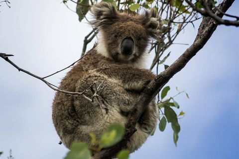 Phillip Island And French Island Wildlife Expedition - Attractions Melbourne 3