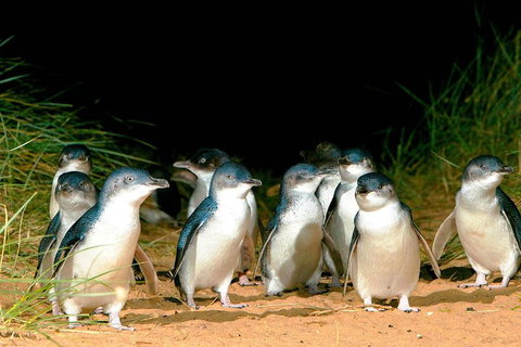 Phillip Island Penguins Private Tour - Attractions Melbourne 0