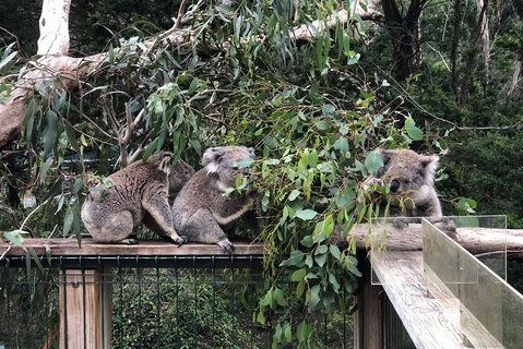 Phillip Island Penguins Private Tour - Attractions Melbourne 3