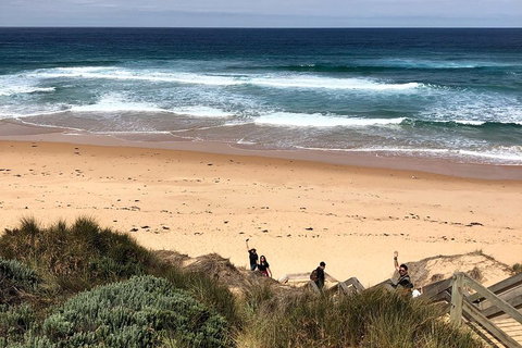 Phillip Island Penguins Private Tour - Attractions Melbourne 4