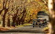 Blue Mountains Vintage Cadillac Tour With Local Guide - thumb 1