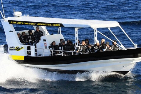 Mooloolaba Whale Watching Tour - Attractions Melbourne 0