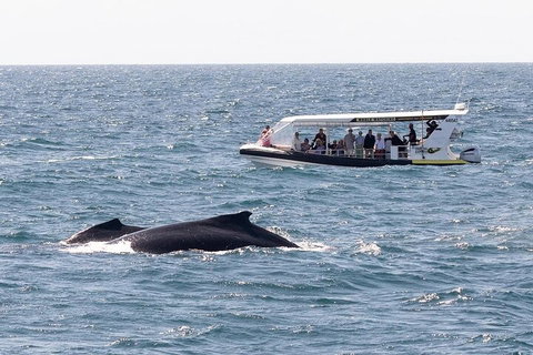 Mooloolaba Whale Watching Tour - Attractions Melbourne 1