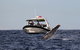 Mooloolaba Whale Watching Tour - thumb 2