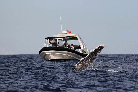 Mooloolaba Whale Watching Tour - Attractions Melbourne 2