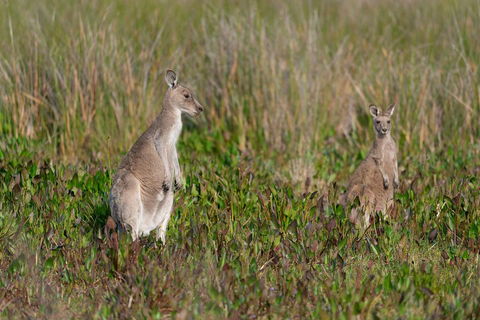 Wilsons Promontory Private 1 Day Tour - Attractions Melbourne 0