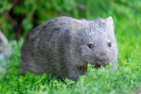 Wilsons Promontory Private 1 Day Tour - Attractions Melbourne 3