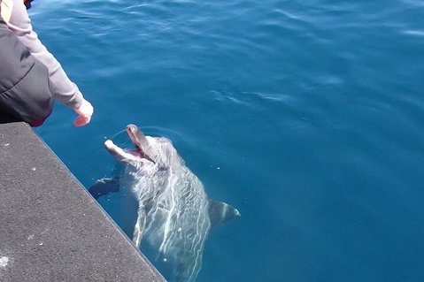 Noosa Wild Dolphin Safari - Attractions Melbourne 0